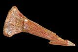 Cretaceous Giant Sawfish (Onchopristis) Rostral Barb #72733-1